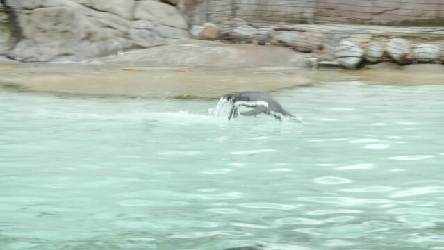 Slow motion clip of penguin swimming and jumping out of water and catching air in zoo pool.