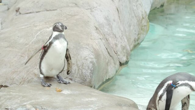  Slow motion clip of penguins in a zoo walking on rocks.