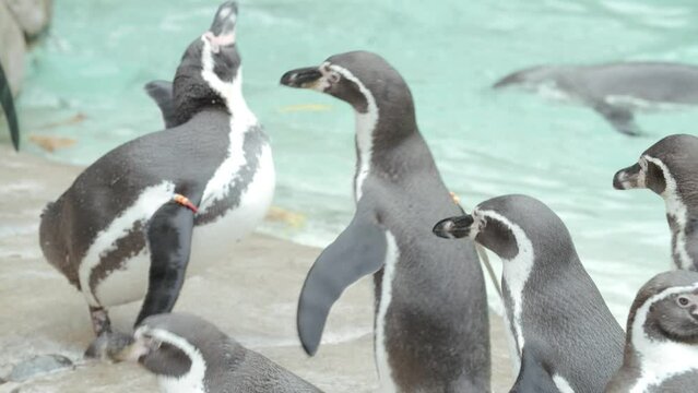 Slow motion clip of penguins hanging out on rocks near the pool edge in zoo