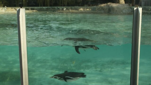 Penguins in a zoo having a swim 
