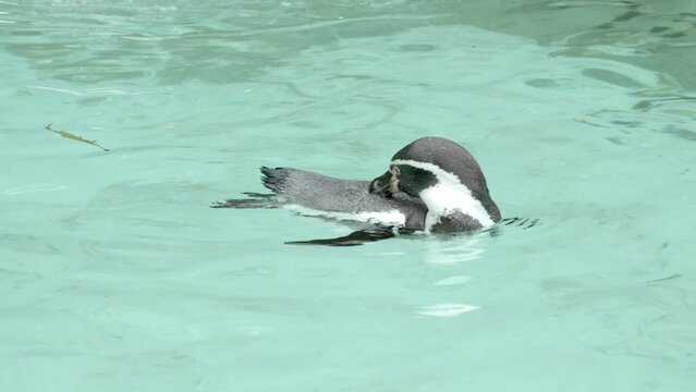 Mid shot penguins in zoo scratcing themselves in the pool and swimming.