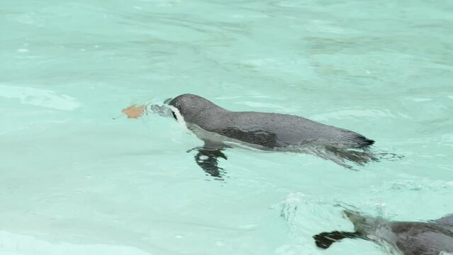 Slow motion clip of penguin swimming in zoo pool.