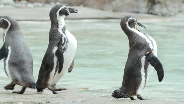 Mid shot penguins in zoo scratcing themselves. Slow motion