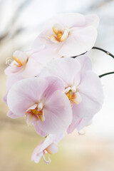 Phalaenopsis Orchid Lark Song