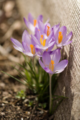 Crocus tommasinianus Lilac Beauty blooming 