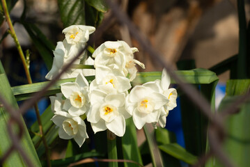 White daffodil flowers in the sun's rays, close-up. Nature wakes up with beautiful flowers in...