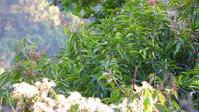 A striped flycatcher lands on a branch of a flowering mango tree.
