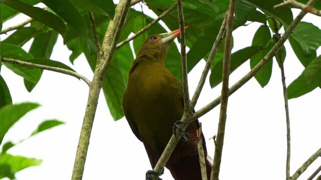 Low angle close up shot of a Green oropendola, psarocolius viridis perched on tree branch in wooded habitats, wondering around the surroundings environment.