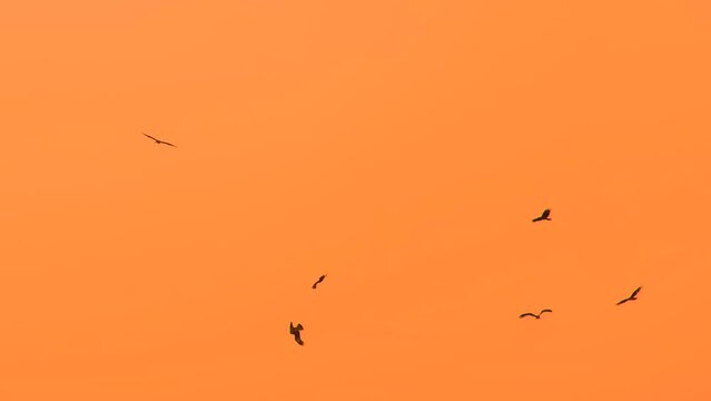 Group of Birds of Prey Flying in Circles in a Vibrant Orange Sky