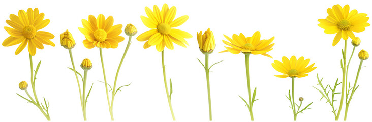 Set of yellow daisies wild field flowers in various stages from buds to full bloom, collection of summer or spring flora, isolated.  - Powered by Adobe