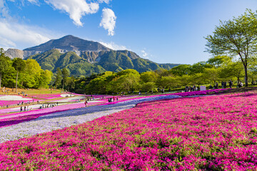 Obraz premium 羊山公園 丘に咲く芝桜 