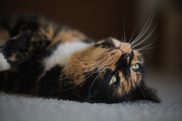 Cat laying on ground relaxing close face shot