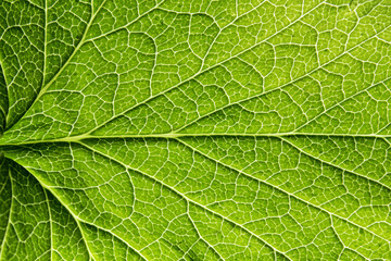 Ribs and veins of fresh green leaf backlit close up background