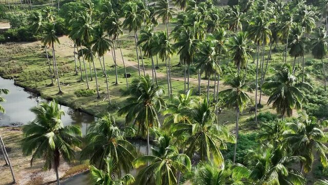 Aerial footage of palm trees near river on Ko Samui Thailand. Riverside jungle landscape, drone footage, top down view, orbit shot.
