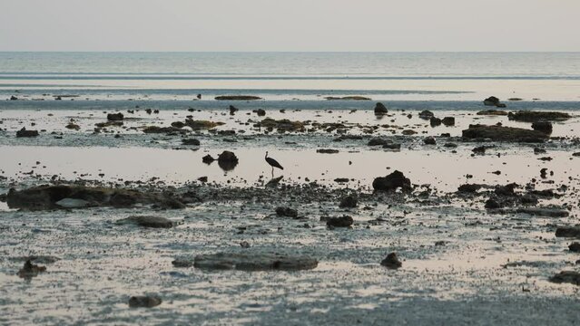 Bird is looking for prey in shallow water on rocky Thai beach. Tracking shot of Thai bird on beach, Ko Samui Thailand.