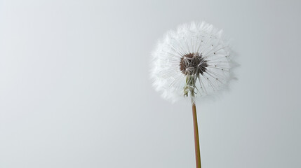 dandelion  on a white background condolence grieving  card, loss, funerals, support