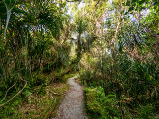 Ship Creek Scenic Landscape of Ancient Kahikatea Swamp Forest on the Swamp Forest Walk, West Coast, New Zealand