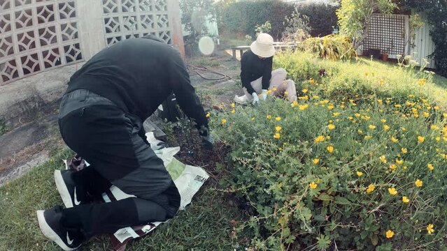 Young gardening couple weeding and mulching flower patch, timelapse.