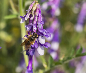 Eine Honigbiene sucht Nektar an einer lila Blüte © biggi62