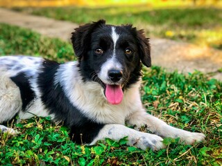 border collie puppy