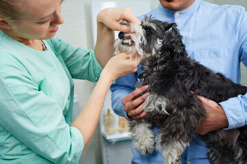 Veterinarian examining dog's teeth at the visit - obrazy, fototapety, plakaty