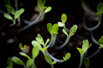 Obraz na płótnie Canvas sprout growing in the garden