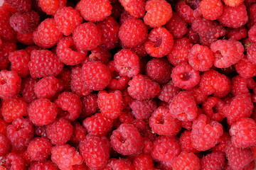 Raspberries are ripe red and sweet.