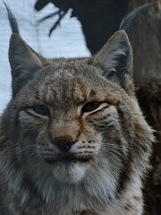 Head and tufty ears of Eurasian Lynx, latin name Lynx Lynx, looking calmly in the camera in his yard in safari park in Slovakia. 