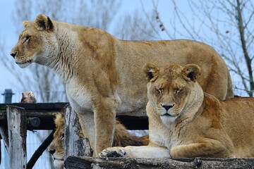 Two large mature lionesses, latin name Panthera Leo, one standing and one lying relaxed on roof of wooden construction in safari park. 