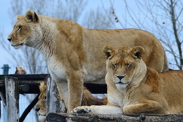 Fototapeta premium Two large mature lionesses, latin name Panthera Leo, one standing and one lying relaxed on roof of wooden construction in safari park. 
