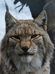 Head and tufty ears of Eurasian Lynx, latin name Lynx Lynx, looking calmly in the camera in his yard in safari park in Slovakia. 