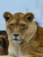Obraz premium Front facing portrait of large lioness, latin name Panthera Leo, lying on roof of wooden construction in safari park, looking left. 