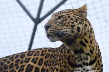 Adult leopard, latin name Panthera Pardus, looking left in his large fenced yard in safari park for...