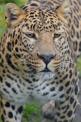 Portret of large adult leopard, latin name Panthera Pardus, walking relaxed on lawn in his yard of safari park. 