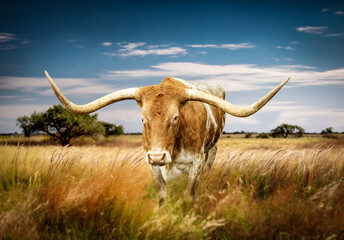 Large Texas Longhorn steer roaming the grassy landscape of western United States