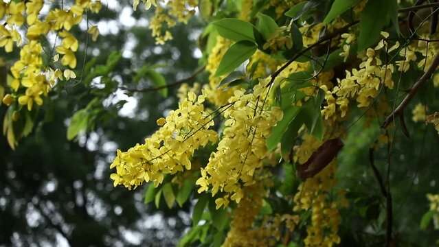 fluttering yallow flowers on Cassia fistula tree,yellow leaves on a branch