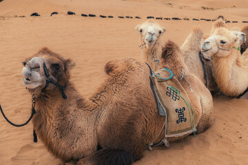 The camels brigade resting in the Gobi desert of Inner Mongolia, China