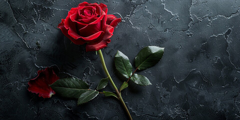 A red rose with green leaves and a black background .A red rose with a black background and water drops on it.

