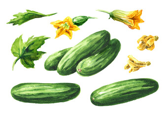 Cucumber set,  Watercolor hand drawn illustration, isolated on white background 