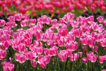 Beautiful tulips are in full bloom