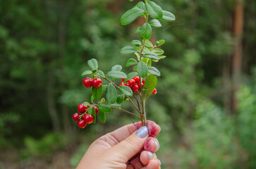 Lingonberry branch with red berries in hand