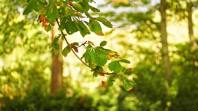 Branches of a deciduous tree blows in the wind on a stormy day in a forest in Hanover, Lower Saxony, Germany, Europe