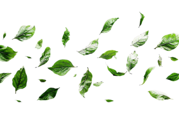 Sure, here is a description for an image of green leaves: Green vector leaves in a variety of shapes, perfect for eco-friendly designs