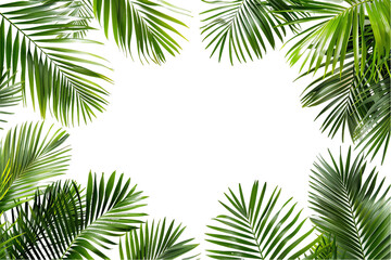 Fototapeta na wymiar Tropical summer frame made from lush green palm leaves