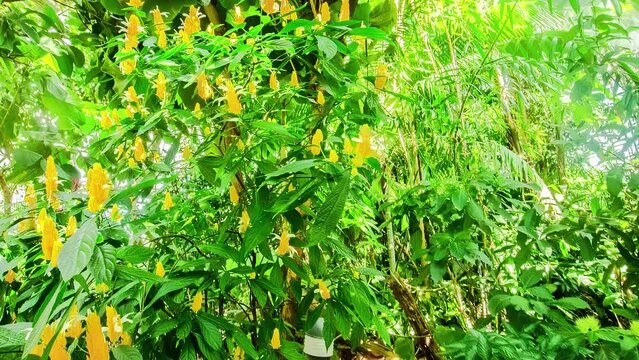 Plants with green leaves with yellow flowers. Golden shrimp plant