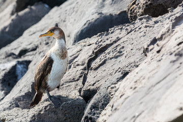 Cormorant found on the breakwater. Japanese cormorant, Temminck's cormorant, Phalacrocorax capillatus