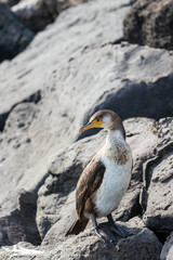 Cormorant found on the breakwater. Japanese cormorant, Temminck's cormorant, Phalacrocorax capillatus