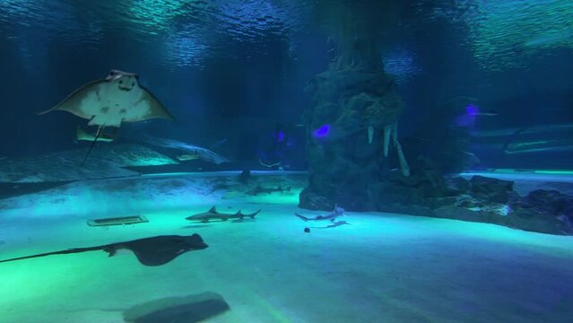 Sharks and stingrays in marine aquarium