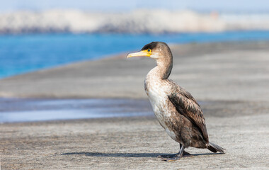 Cormorant walking on the breakwater. Japanese cormorant, Temminck's cormorant, Phalacrocorax capillatus