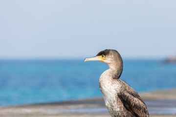 Cormorant walking on the breakwater. Japanese cormorant, Temminck's cormorant, Phalacrocorax capillatus